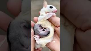 🦘🪂 Sugar Gliders Adorable Pets or Little Nighttime Gliders Full of Surprises🌙🐾 sugargliders [upl. by Accisej]