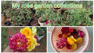 My rose collections Most awaited videorose homegarden [upl. by Nonnaer573]