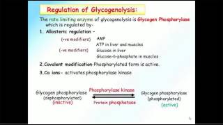 Biochemistry Lecture 9  Regulation of glycogen metabolism [upl. by Drescher80]