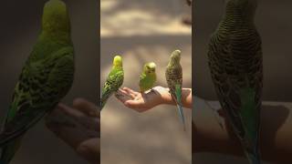 Discover NATURES Masterpiece the Beautiful Budgerigar [upl. by Dotson]