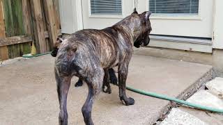 What to expect with a cane corso puppy [upl. by Quintilla]