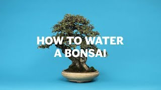 How To Water A Bonsai [upl. by Ahsina]