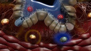 Immunology of the Lung [upl. by Peppy]