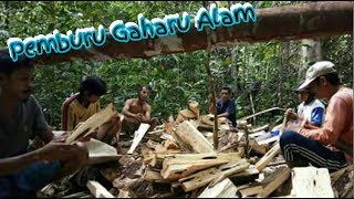 Perburuan Gaharu Alam Di Hutan [upl. by Ahsiekar]