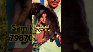 German shepherd puppies for sale in indore  bhopal and ratlam germanshepherd indore [upl. by Isborne]