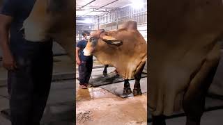 3000 lbs Brahman bull [upl. by Yves310]