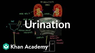 Urination  Renal system physiology  NCLEXRN  Khan Academy [upl. by Enoid]