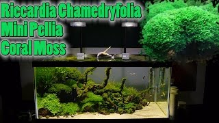 How To Grow Aquarium Moss amp Liverwort Riccardia Mini Pellia part 1 [upl. by Clarisa]