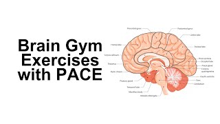 Brain Gym Exercises with PACE [upl. by Diena]