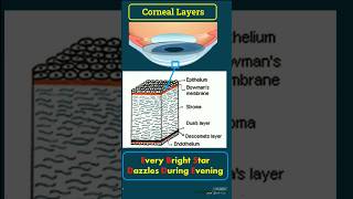 Corneal Layers Mnemonic amp Features optometry eyeanatomy optometrist optometrists optometrista [upl. by Roma]