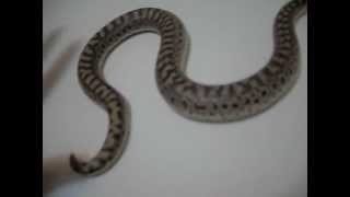 Russian sand boa eryx miliaris [upl. by Atis]