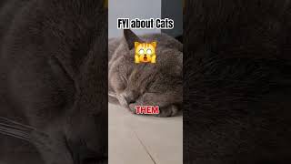 Who Sleeps 12 hours a day Here trending cat pets funny educational ytshorts viralshort [upl. by Boak]