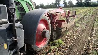 Fendt 512 714 mit Ruthenberg beim Zwiebeln roden [upl. by Onnem]