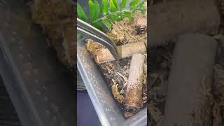 Tigrosa georgicola wolf spider spider wolfspider cutepets pets shorts inverts hobby [upl. by Akinaj]