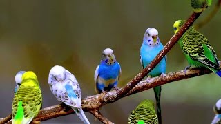 budgie sounds happy Parakeets Singing  Nature sounds Chirping [upl. by Kerri]