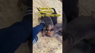 🐶🐶🏆🐶puppies living in countrysidewe love puppies and love dogs 🐕❤️❤️❤️ [upl. by Kcirdehs302]