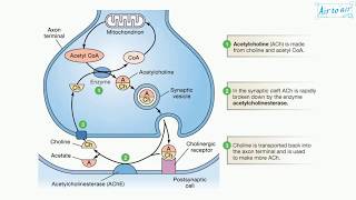 acetylcholinesterase English  Medical terminology for medical students [upl. by Rossie78]