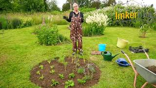 Beet für Bienenweide im Garten anlegen  Tipps zur Nachsorge [upl. by Clyde]