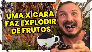 Uma xÃ­cara desse adubo faz seu pÃ© de jabuticaba florir e explodir de frutos [upl. by Nhguav560]