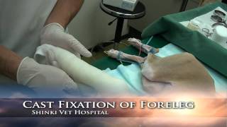 Cast fixation of foreleg [upl. by Can686]