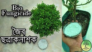 Bio fungicide  জৈব ছত্রাকনাশক  কোথায় পাবেন  দাম কত  কিভাবে ব্যবহার করবেন   Trichoderma Viride [upl. by Trinl605]