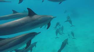 Marsa Alam Egypt Dolphin Freediving [upl. by Weaver235]