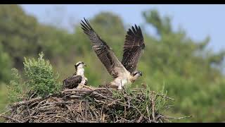 Osprey flight school [upl. by Anitram]