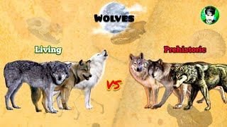 WOLVES  Size Comparison  Extant vs Extinct  All Subspecies [upl. by Halyk701]