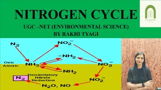 NITROGEN CYCLE  Biogeochemical Cycle  By Rakhi Tyagi [upl. by Shane24]