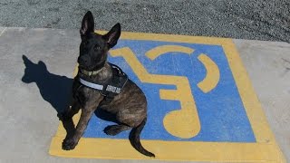 Service Dog Training with Lottie Prescott AZ and the greater Scottsdale Phoenix area [upl. by Schindler505]