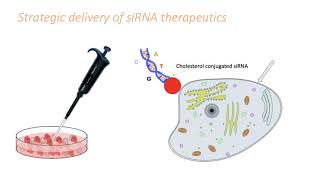 WCMM article summary  quotImaging small moleculeinduced endosomal escape of siRNAquot [upl. by Weidman]