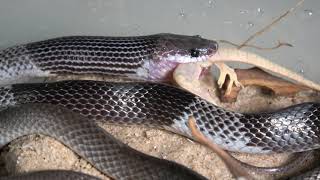 Rắn khuyết đai  Lycodon subcinctus  Banded Wolf Snake eating [upl. by Haimrej]