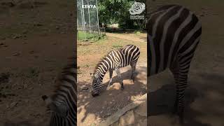 Walk With The Zebras A Summer Guide to Globe Awares Kenya Program [upl. by Bobseine325]