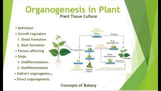 Organogenesis in Plant Tissue Culture DirectIndirect organogenesis HindiUrdu Concepts of Botany [upl. by Divan]