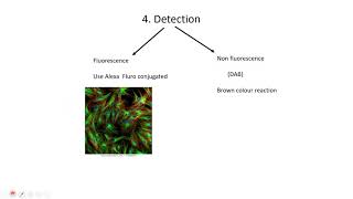 DAB stainingImmunostaining [upl. by Anelah]