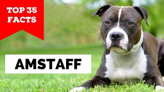 99 of AmStaff Owners Dont Know This [upl. by Pliner]