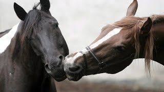 Now We Are Free by Lisa Gerrard Gladiator BEAUTIFUL HORSES [upl. by Komara323]