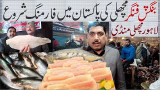 Bangush Pangasius Finger fish farming Price in pakistan  Lahore Fish Market January 2023 [upl. by Sillad]