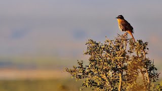 Cape RobinChat Call  Blissful Birding  Bird Calls [upl. by Marlee]