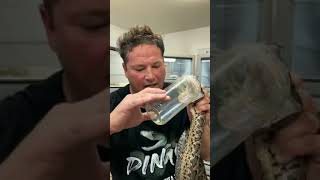 Dingo Dinkelman YouTube Reptile Handler Dead After Snake Bite [upl. by Doe166]