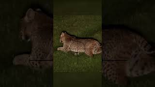 Hunting Bobcats at Night Sniper Rifle One Shot Takedown hunting bobcat mrahery [upl. by Mark]