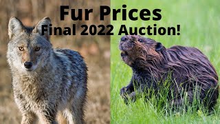 Fur Prices  What to Trap 20222023 Season [upl. by Ithnan]