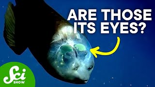 The Strange Mystery of the Barreleye Fish [upl. by Satsok]