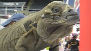 Giant Rhino Iguana Shedding [upl. by Ellemrac]