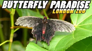 London Zoo  BUTTERFLY PARADISE 4k [upl. by Ellerahc]