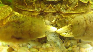 雑食モクズガニの生態 20100703 Japanese mitten crab [upl. by Worsham]