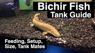 Senegal Bichir Care Guide  Feeding amp Size [upl. by Leslie]