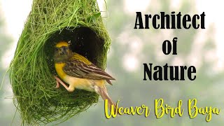 Architect of Nature  Baya Weaver Bird Nest Making  Weaver Bird building Nest  Baya Bird Nest [upl. by Adgam]