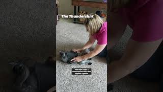 Thundershirt for Nervous Dogs puppytrainingtips puppyshorts [upl. by Lindbom444]