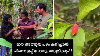 ഈ അത്ഭുത പഴം കഴിച്ചാൽ പിന്നെ ഉപ്പ് പോലും മധുരിക്കും 😱🤩 Miracle fruit [upl. by Mildred]